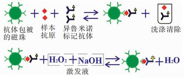 化學(xué)發(fā)光抗體開(kāi)發(fā)