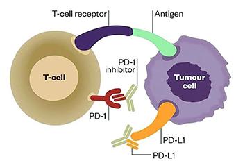 小普課堂-腫瘤突變負荷(Tumor Mutation Burden，TMB)