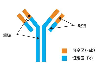 抗體的分子結構是什么樣子的?它的分類(lèi)有哪些?