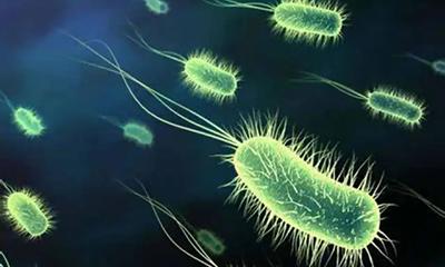 普健生物大腸桿菌重組蛋白表達服務(wù)包含哪些內容?