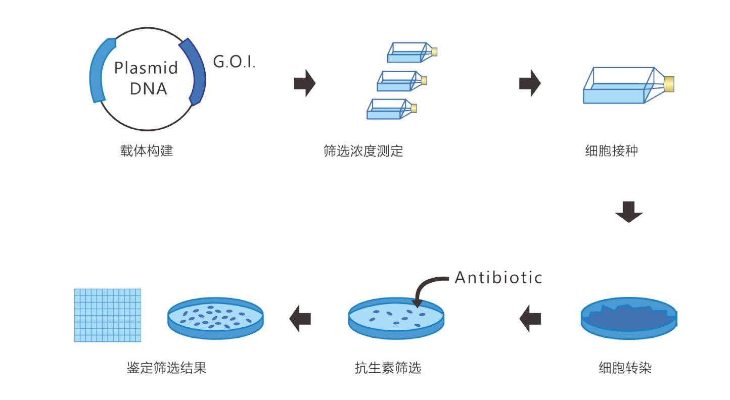 一文搞定CHO穩轉細胞株構建