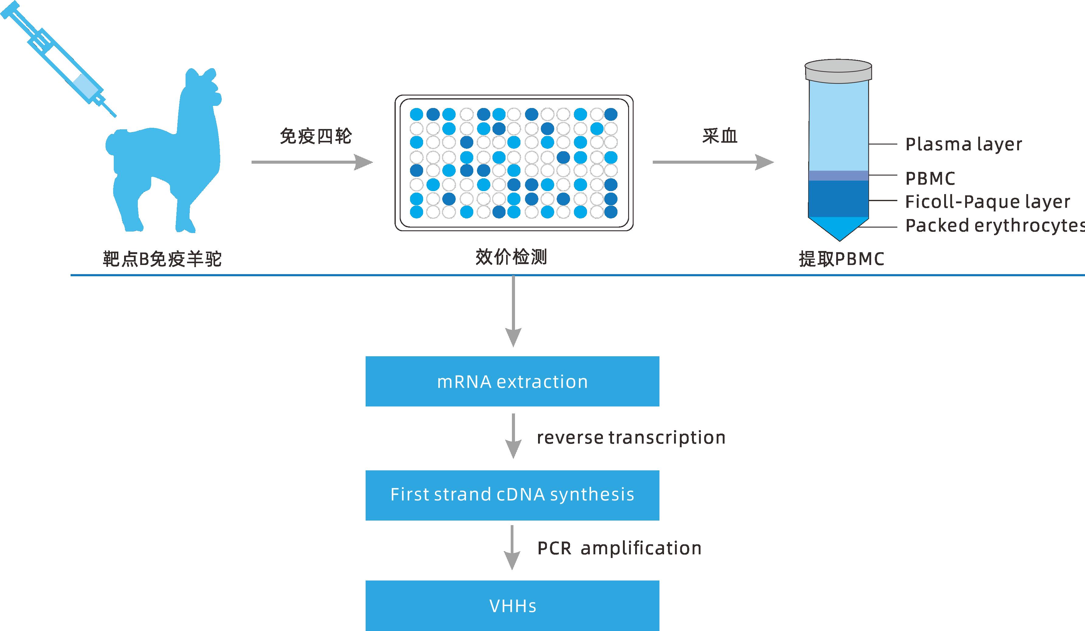 小分子大作用 ▏研發(fā)新動(dòng)力，聚焦納米抗體