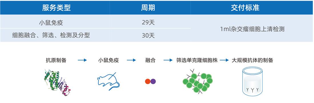 雜交瘤細胞開(kāi)發(fā)-鼠單克隆抗體僅需59天