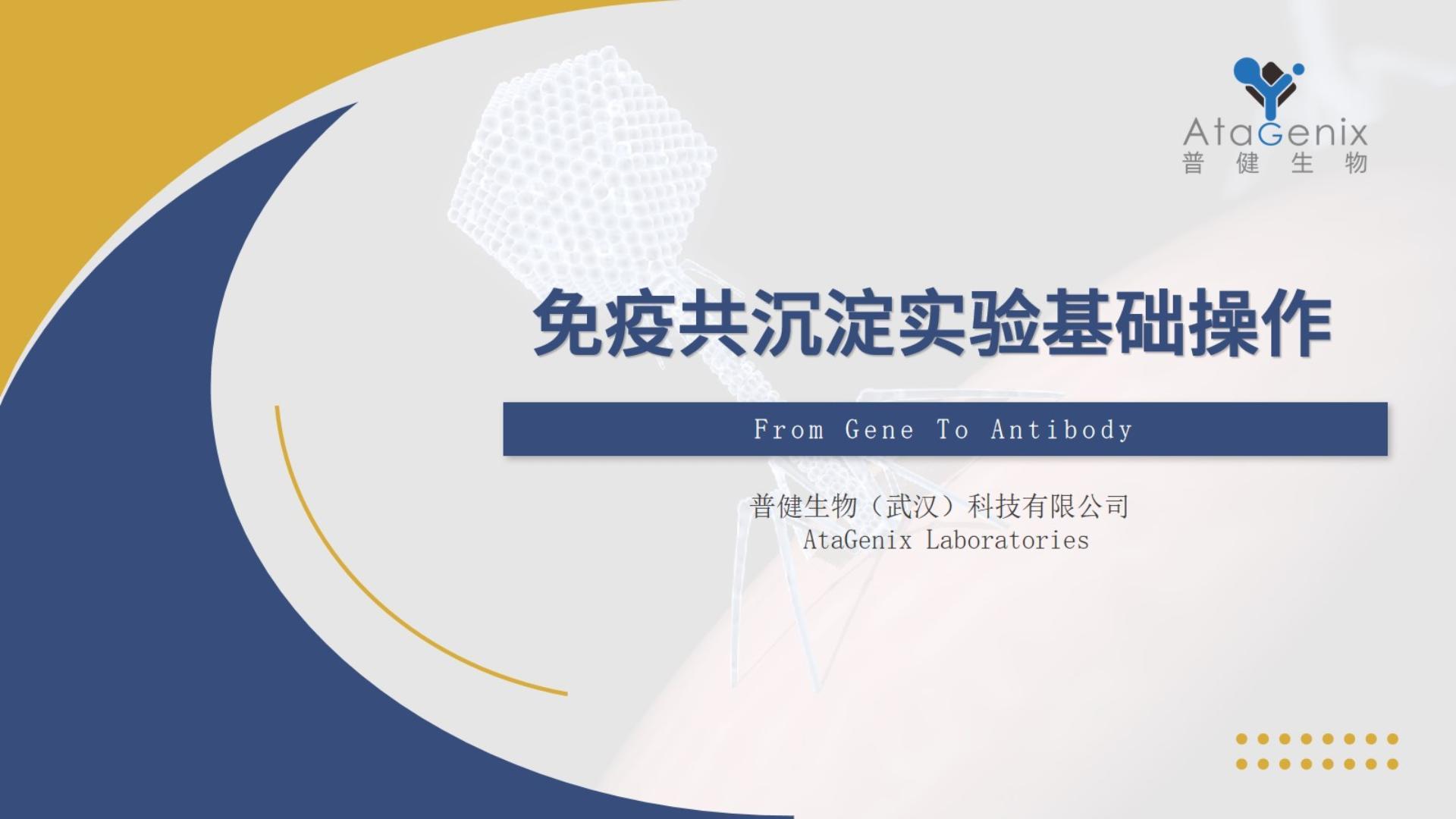 免疫共沉淀——IP實(shí)驗基礎操作