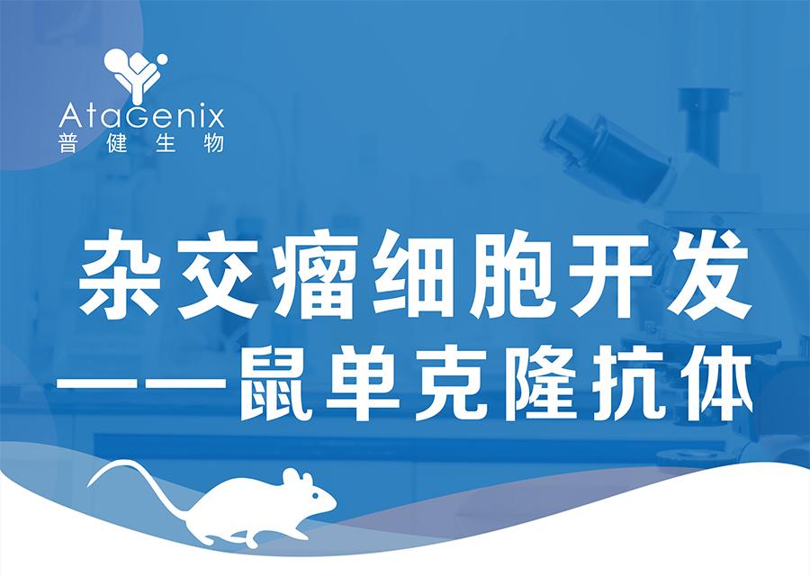 雜交瘤細胞開(kāi)發(fā)-鼠單克隆抗體僅需59天