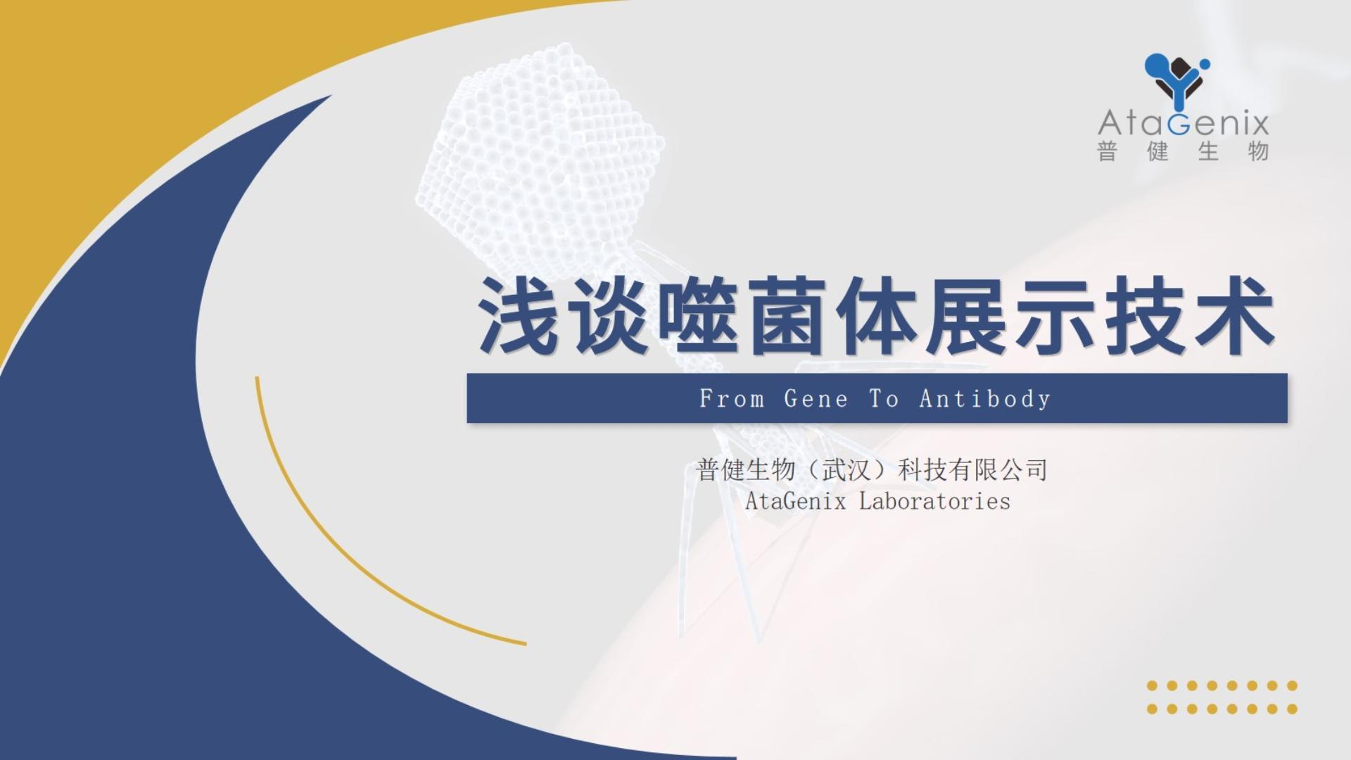【一篇搞定】噬菌體展示技術(shù)與噬菌體展示抗體發(fā)現平臺