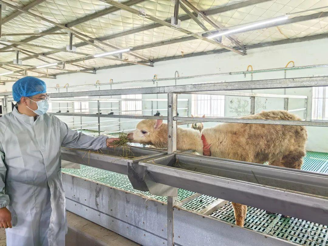 喜報！普健生物羊駝養殖基地正式揭牌啦！