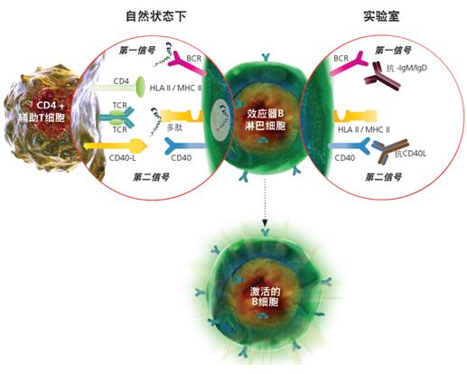 SHP2分子鑒定、重組表達及免疫學(xué)研究