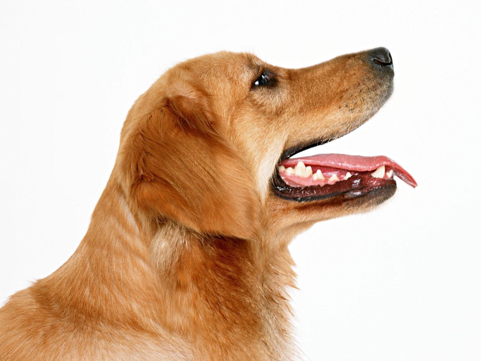 抗狂犬病病毒單克隆抗體制劑臨床應用進(jìn)展與展望