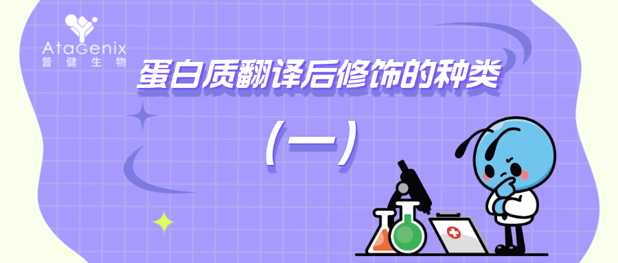 蛋白質(zhì)翻譯后修飾的種類(lèi)與生物學(xué)意義（一）