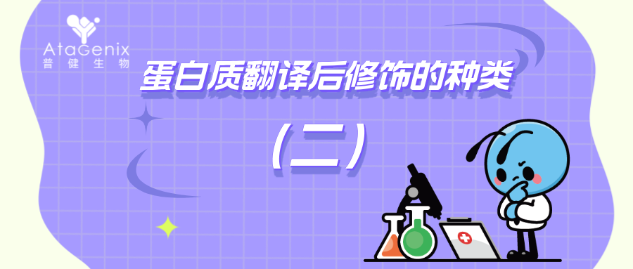 蛋白質(zhì)翻譯后修飾的種類(lèi)與生物學(xué)意義（二）