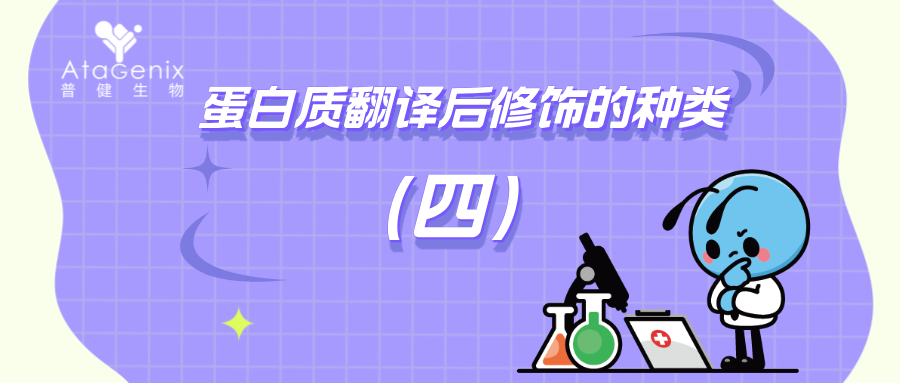 蛋白質(zhì)翻譯后修飾的種類(lèi)與生物學(xué)意義（四）